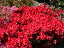 Azalea jap. 'Maruschka'