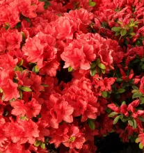 Azalea jap. 'Signalglühen'