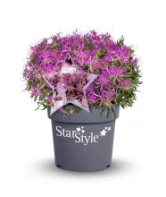Azalea jap. 'StarStyle Lila'