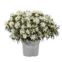 Azalea jap. 'StarStyle White'