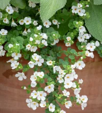 Bacopa