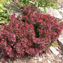 Berberis thunb. 'Atropurpurea Nana'