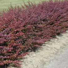 Berberis thunb. 'Atropurpurea'