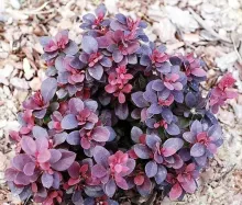 Berberis thunb. 'Concorde'