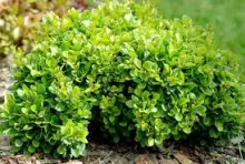 Berberis thunb. 'Kobold'