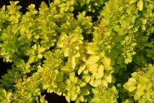 Berberis thunb. 'Maria'®