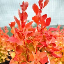 Berberis thunb. 'Orange Ice'®