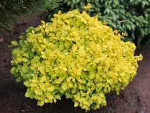 Berberis thunb. 'Tiny Gold'®