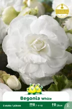 Begonia Wit 