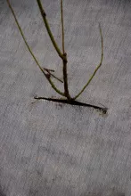 BIO GRONDDOEK ÖKOLYS (per lm)