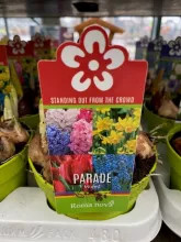 Bloembollenmix GEMENGD