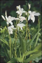Bletilla striata 'Alba'