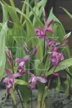 Bletilla striata