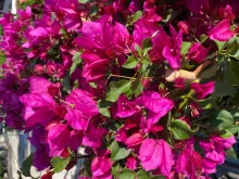 Bougainvillea 'Alexandra'