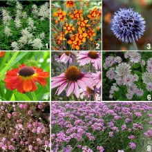 Borderpakket 'Bloemenpluktuin'