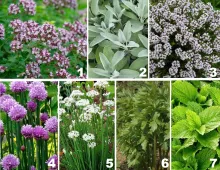 Borderpakket 'Keukenkruiden'