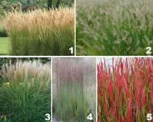 Borderpakket 'Siergrassen'