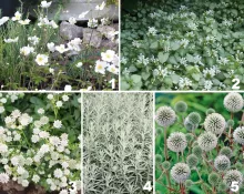 Borderpakket 'Witzilver'