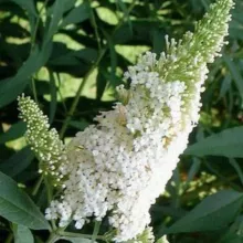 Buddleja dav. 'Argus White'®