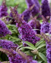Buddleja dav. 'Butterfly Candy Little Purple'