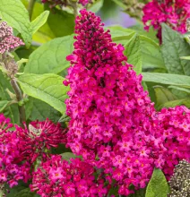 Buddleja dav. 'Butterfly Candy Little Ruby'®