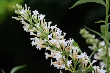 Buddleja dav. Free Petite 'Snow White'®