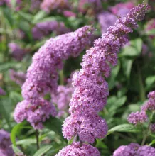 Buddleja dav. 'Ile de France'