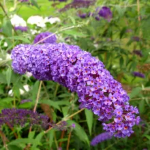 Buddleja dav. 'Nanho Blue'