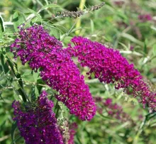 Buddleja dav. 'Nanho Purple'