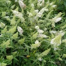 Buddleja dav. 'Nanho White'