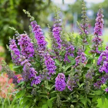 Buddleja davidii 'Summer Bird Violet'®