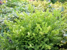 Buxus 'Green Velvet'