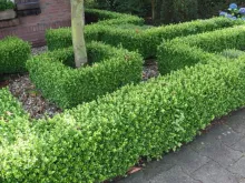 Buxus micr. 'Faulkner'