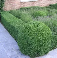 Buxus sempervirens