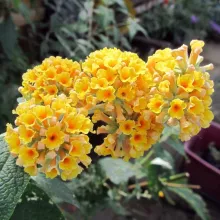 Buddleja weyeriana 'Sungold'
