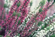 Calluna 'Beauty Ladies' tweekleurig