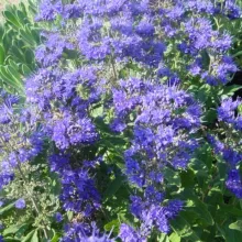 Caryopteris cland. 'Grand Blue'®