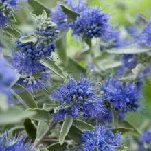 Caryopteris cland. 'Heavenly Blue'
