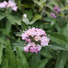 Caryopteris cland. 'Stephi'®
