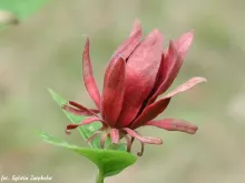Calycanthus fertilis (floridus)