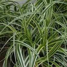 Carex 'Feather Falls'