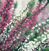 Calluna 'Garden Girls' ® tweekleurig