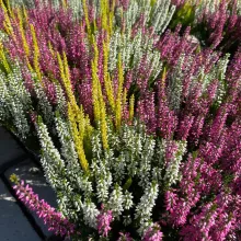 Calluna 'Garden Girls' ® driekleurig