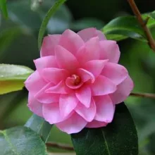 Camellia jap. 'Spring Festival'