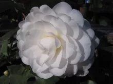Camellia jap. 'Alba Plena'