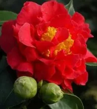 Camellia jap. 'Blood of China'