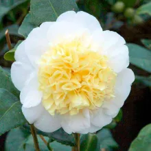 Camellia jap. 'Brushfield Yellow'