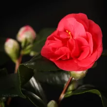 Camellia jap. 'Dr King'