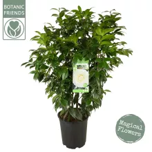 Camellia jap. 'Matterhorn'