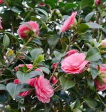 Camellia jap. 'Ms Tingley'